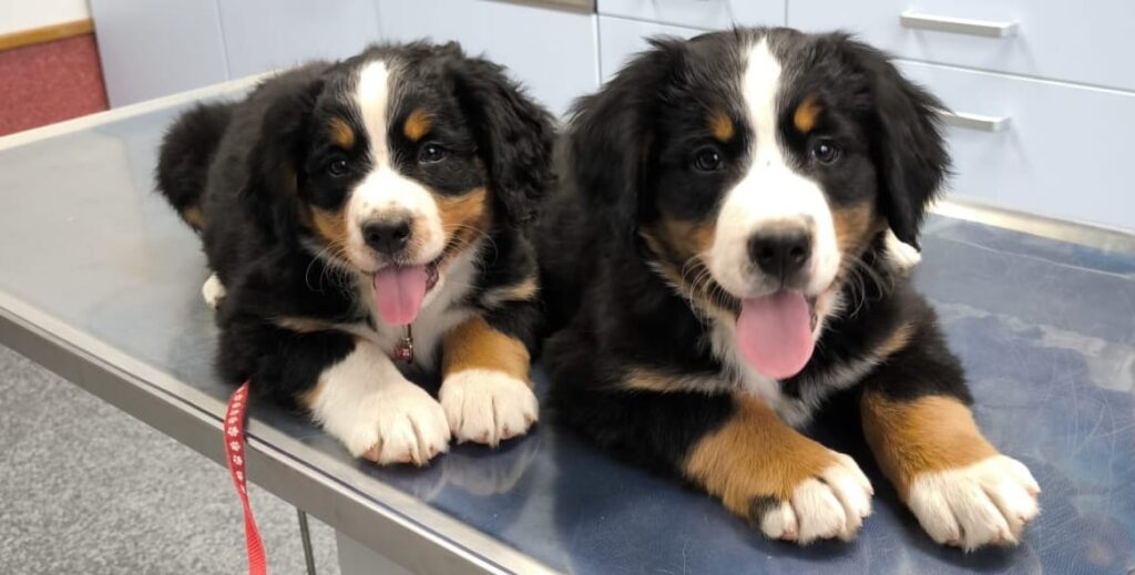 Hallo, wir sind Max und Mia