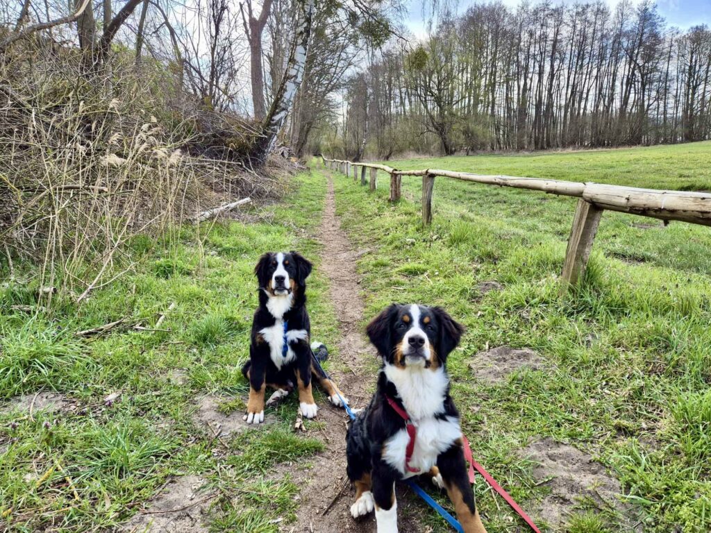 Ein Abenteuer im Müritz-Nationalpark mit Max und Mia